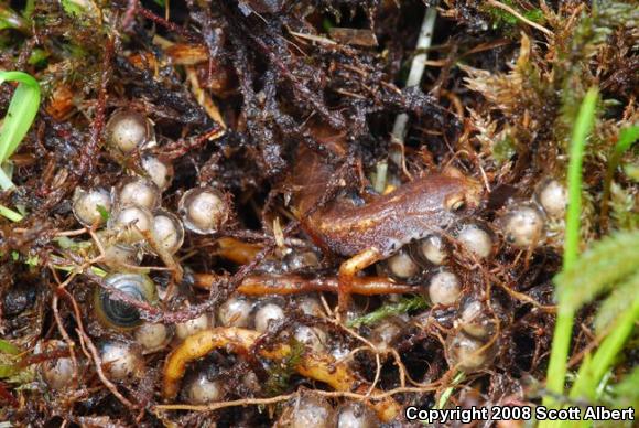 Four-toed Salamander (Hemidactylium scutatum)