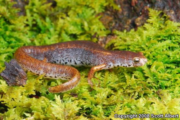 Four-toed Salamander (Hemidactylium scutatum)