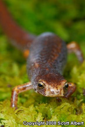 Four-toed Salamander (Hemidactylium scutatum)