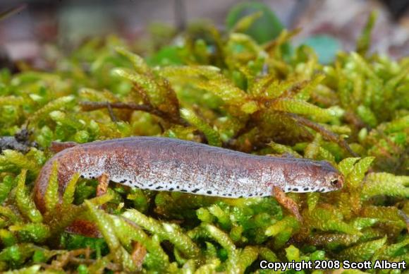 Four-toed Salamander (Hemidactylium scutatum)