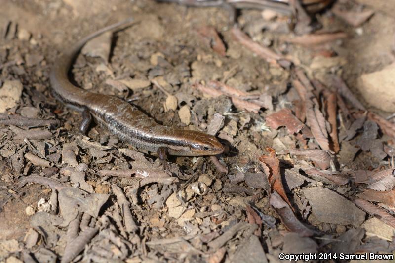 Coal Skink (Plestiodon anthracinus)