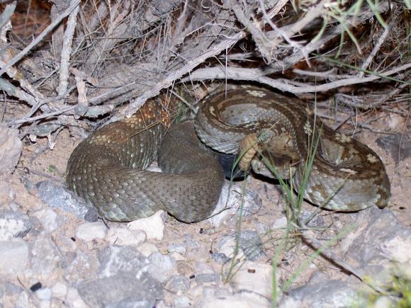 Northern Black-tailed Rattlesnake (Crotalus molossus molossus)