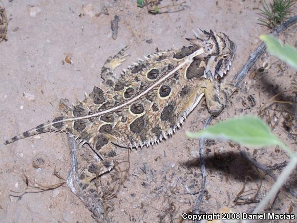 Texas Horned Lizard (Phrynosoma cornutum)