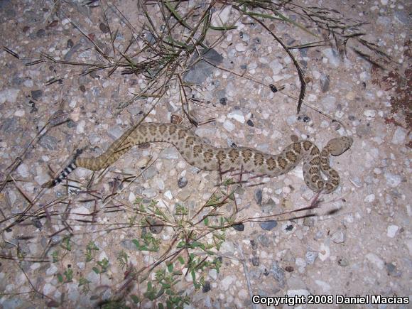 Western Diamond-backed Rattlesnake (Crotalus atrox)