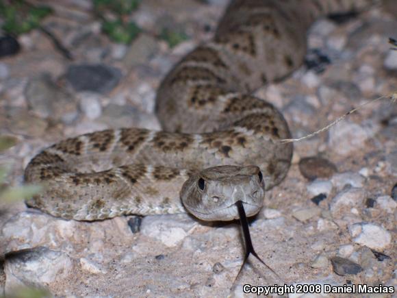 Western Diamond-backed Rattlesnake (Crotalus atrox)