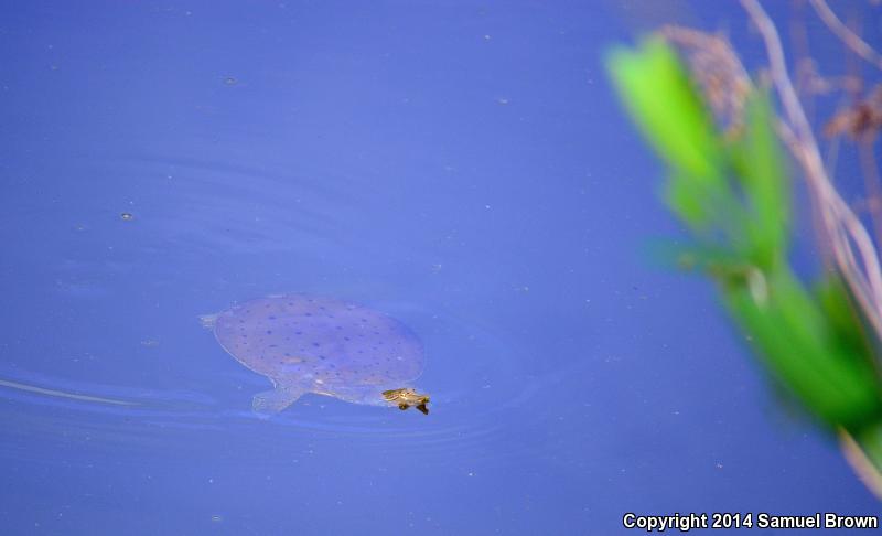 Pallid Spiny Softshell (Apalone spinifera pallida)