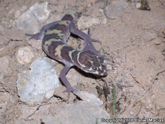 Texas Banded Gecko (Coleonyx brevis)