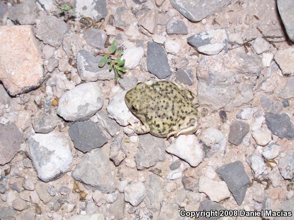 Couch's Spadefoot (Scaphiopus couchii)