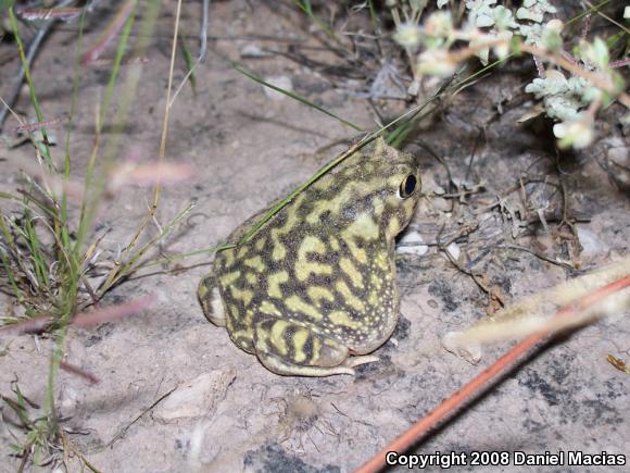 Couch's Spadefoot (Scaphiopus couchii)