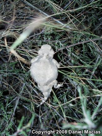 Round-tailed Horned Lizard (Phrynosoma modestum)