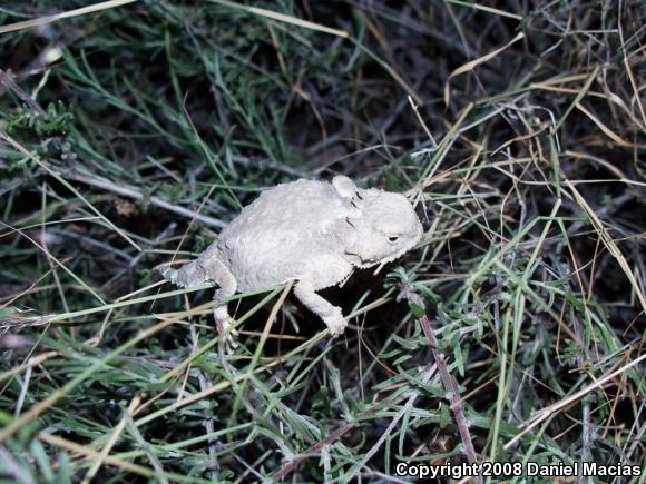 Round-tailed Horned Lizard (Phrynosoma modestum)