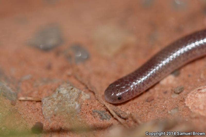 Texas Threadsnake (Leptotyphlops dulcis dulcis)