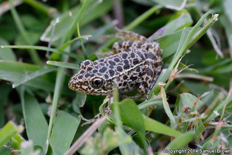 Southern Crawfish Frog (Lithobates areolatus areolatus)