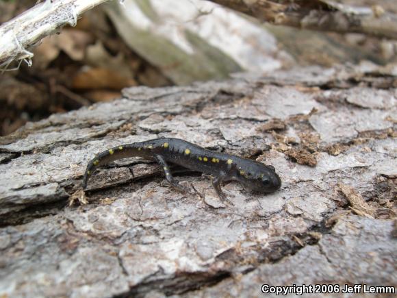 Spotted Salamander (Ambystoma maculatum)