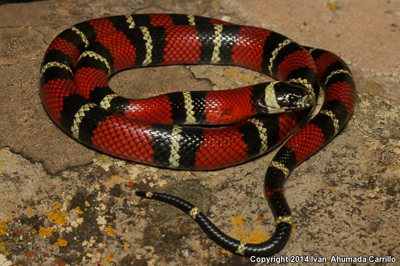 Nelson's Milksnake (Lampropeltis triangulum nelsoni)