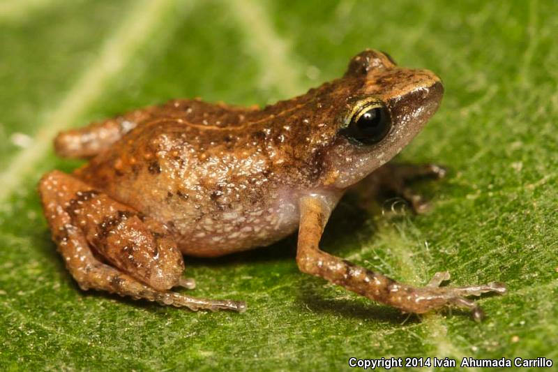 Nevado De Colima Chirping Frog (Eleutherodactylus nivocolimae)