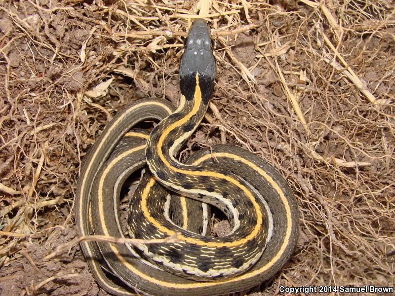 Eastern Black-necked Gartersnake (Thamnophis cyrtopsis ocellatus)