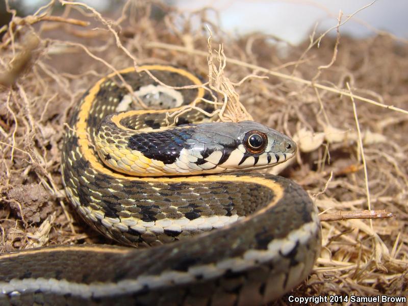 Eastern Black-necked Gartersnake (Thamnophis cyrtopsis ocellatus)