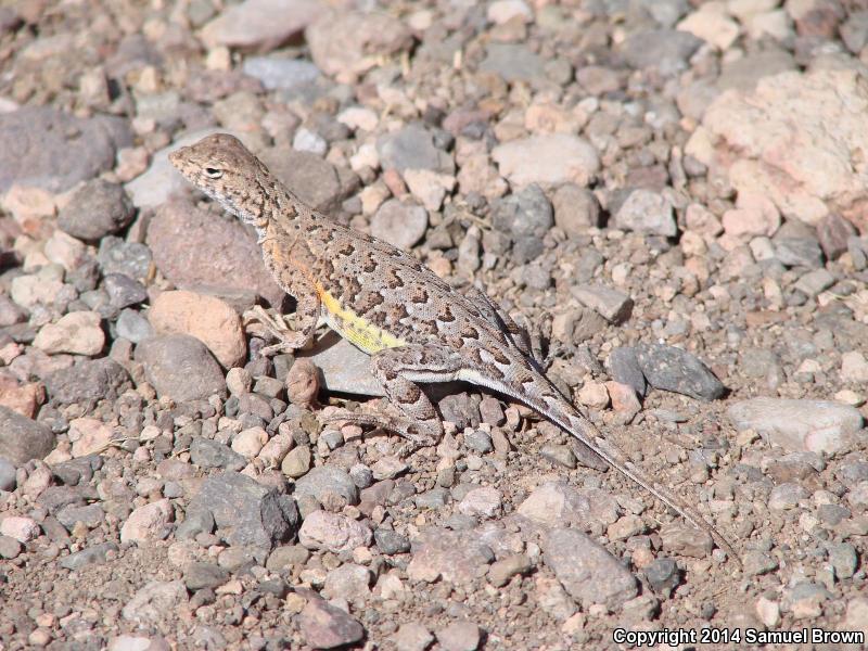 Canyon Earless Lizard (Holbrookia elegans elegans)