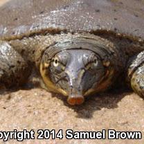 Pallid Spiny Softshell (Apalone spinifera pallida)