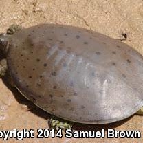 Pallid Spiny Softshell (Apalone spinifera pallida)