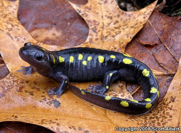 Spotted Salamander (Ambystoma maculatum)