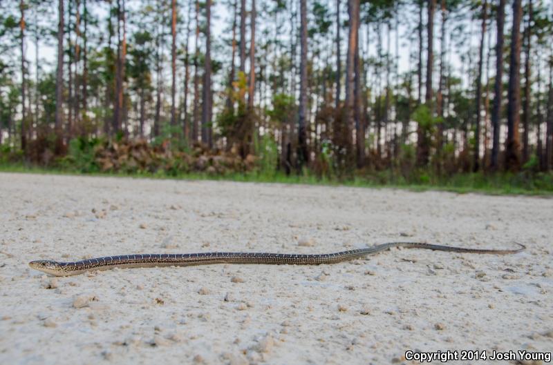 Eastern Slender Glass Lizard (Ophisaurus attenuatus longicaudus)