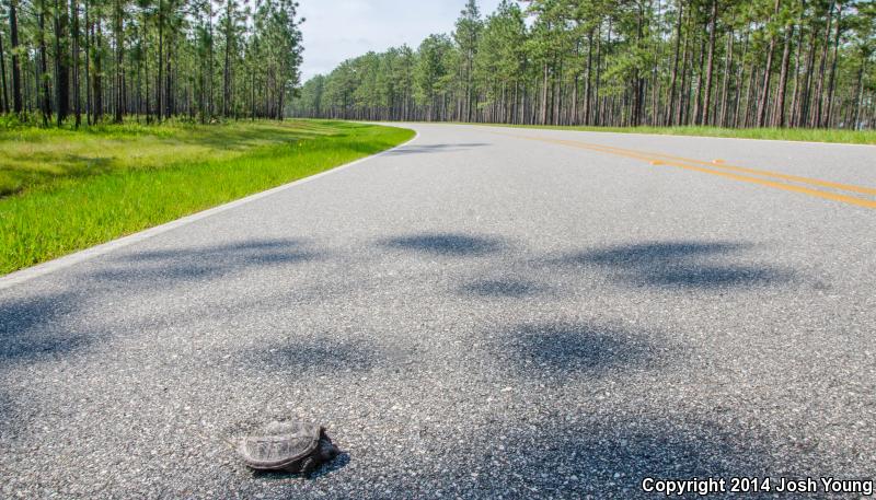 Florida Snapping Turtle (Chelydra serpentina osceola)