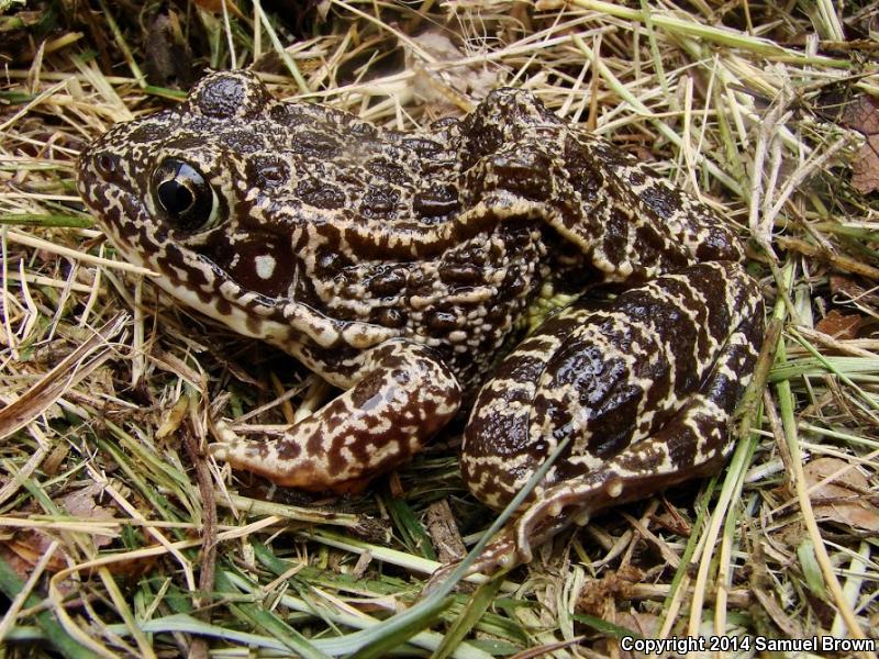 Southern Crawfish Frog (Lithobates areolatus areolatus)