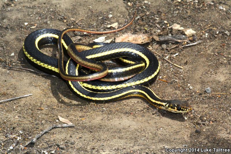 Alameda Striped Racer (Coluber lateralis euryxanthus)