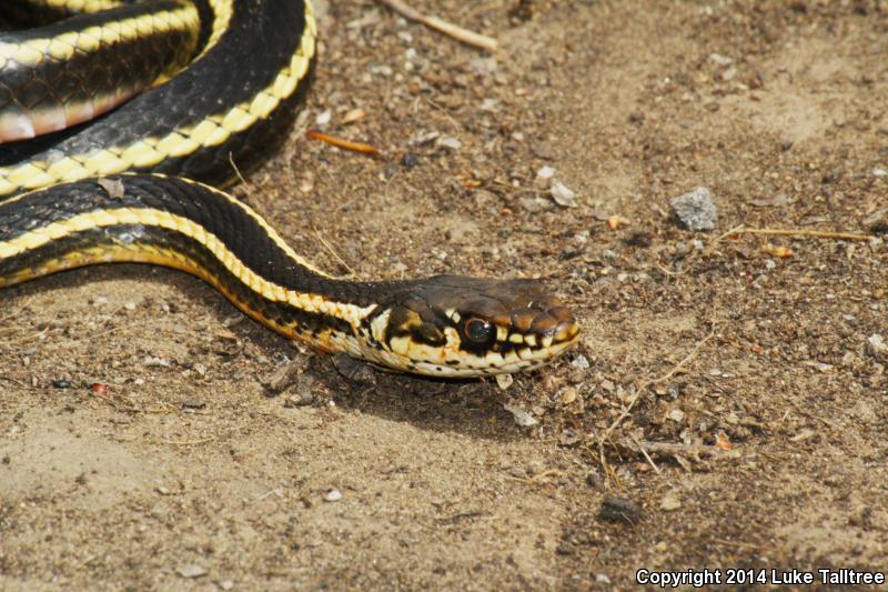 Alameda Striped Racer (Coluber lateralis euryxanthus)