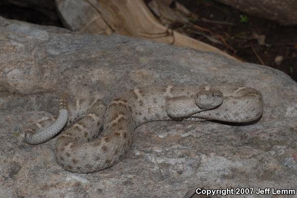 New Mexico Ridge-nosed Rattlesnake (Crotalus willardi obscurus)