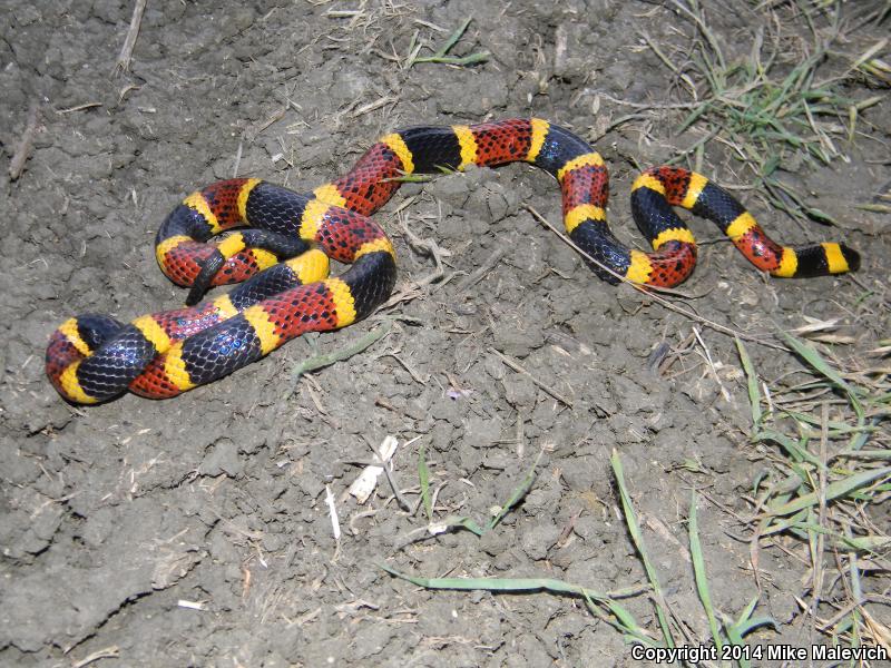 Texas Coralsnake (Micrurus tener tener)