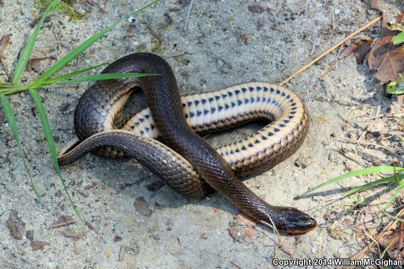 Glossy Crayfish Snake (Regina rigida rigida)