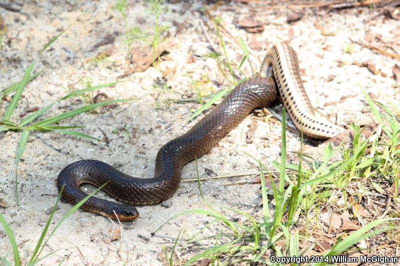 Glossy Crayfish Snake (Regina rigida rigida)