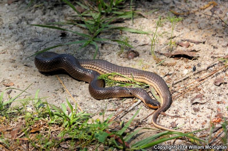 Glossy Crayfish Snake (Regina rigida rigida)