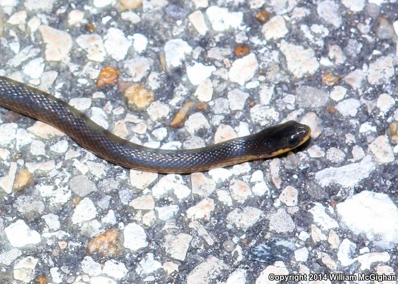 Glossy Crayfish Snake (Regina rigida rigida)