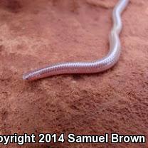 Texas Threadsnake (Leptotyphlops dulcis dulcis)