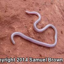 Texas Threadsnake (Leptotyphlops dulcis dulcis)