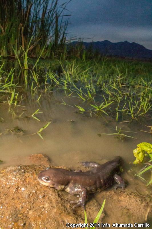 Michoacán Stream Siredon (Ambystoma ordinarium)