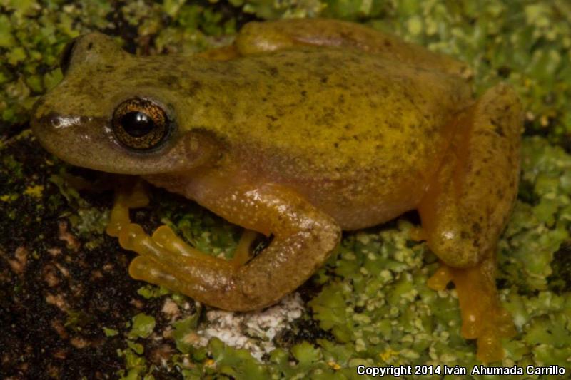 Emerald Treefrog (Exerodonta smaragdina)