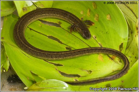 Narrow-striped Dwarf Siren (Pseudobranchus axanthus axanthus)