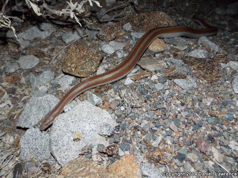 Mid-Baja Rosy Boa (Lichanura trivirgata saslowi)