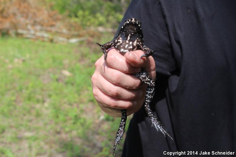 River Frog (Lithobates heckscheri)