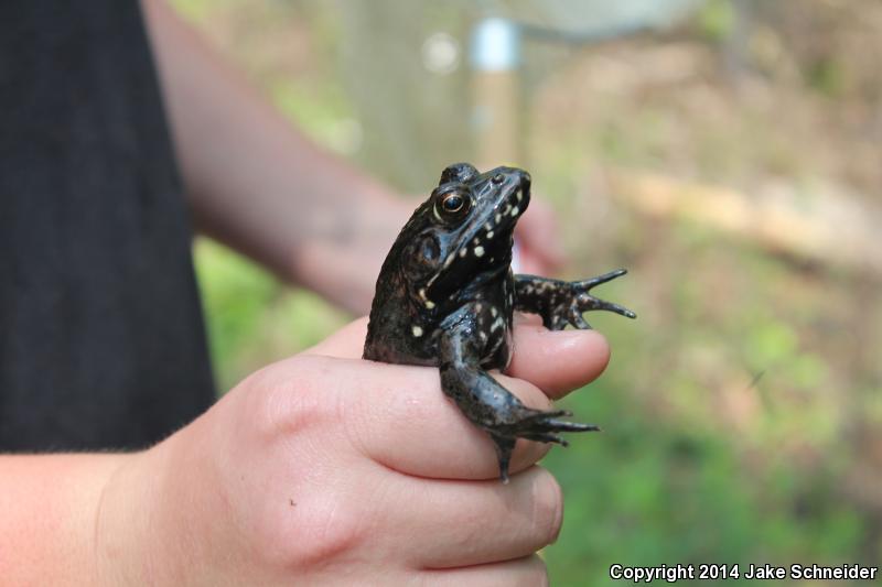 River Frog (Lithobates heckscheri)