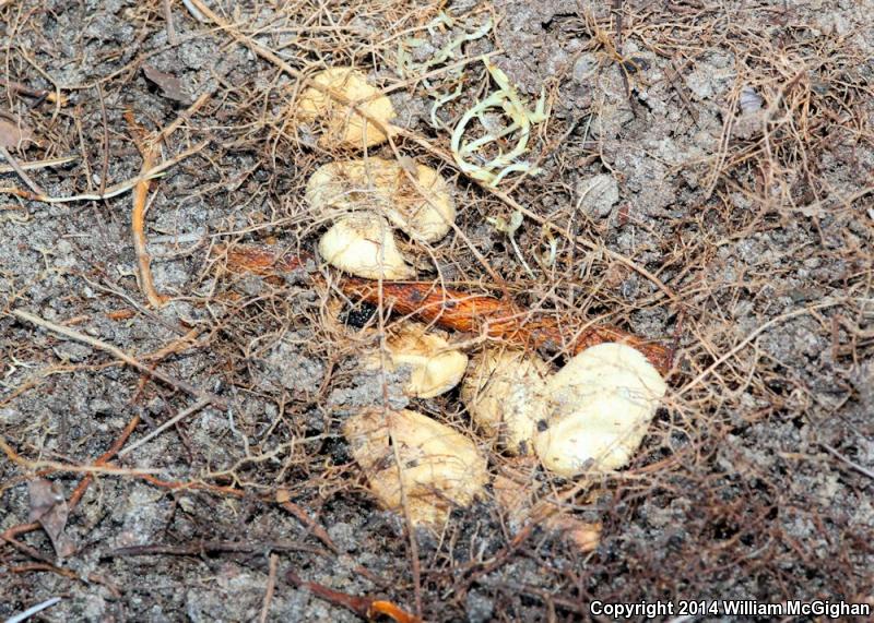 Brown-chinned Racer (Coluber constrictor helvigularis)