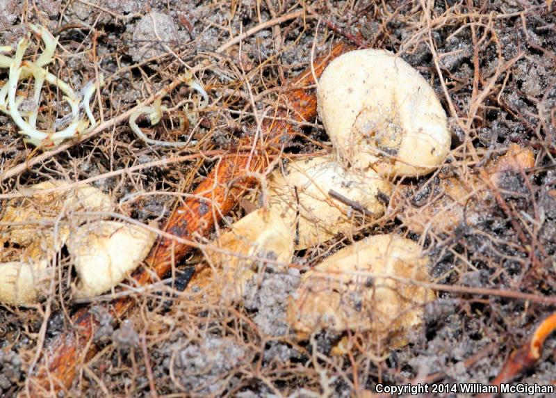 Brown-chinned Racer (Coluber constrictor helvigularis)