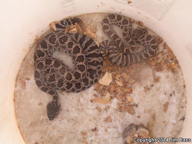 Southern Pacific Rattlesnake (Crotalus oreganus helleri)