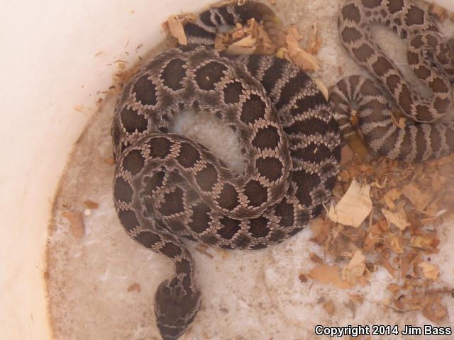 Southern Pacific Rattlesnake (Crotalus oreganus helleri)