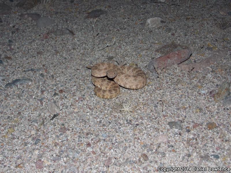 San Lucan Speckled Rattlesnake (Crotalus mitchellii mitchellii)